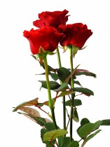 Три красных розы с доставкой 